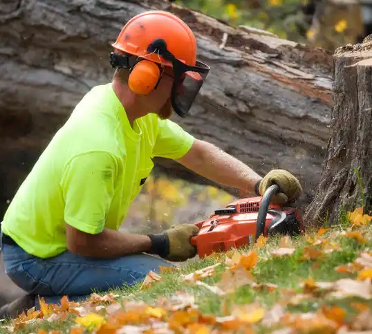 tree services Morehead